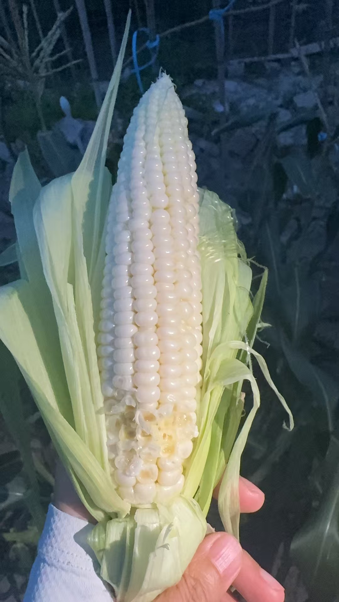 20250530玉米.jpg